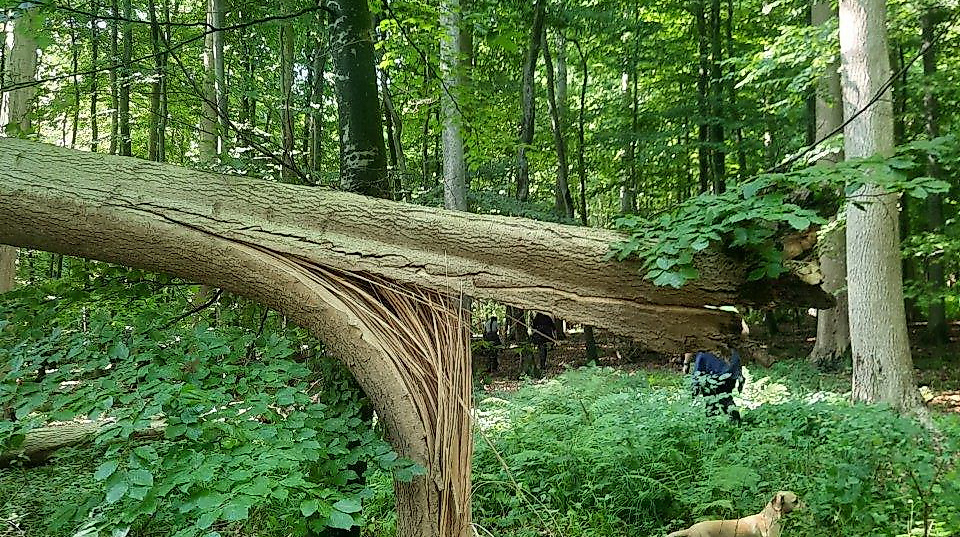 Abgestorbene Esche
