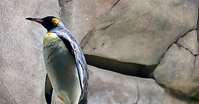 Eismeer im Tierpark Hagenbeck