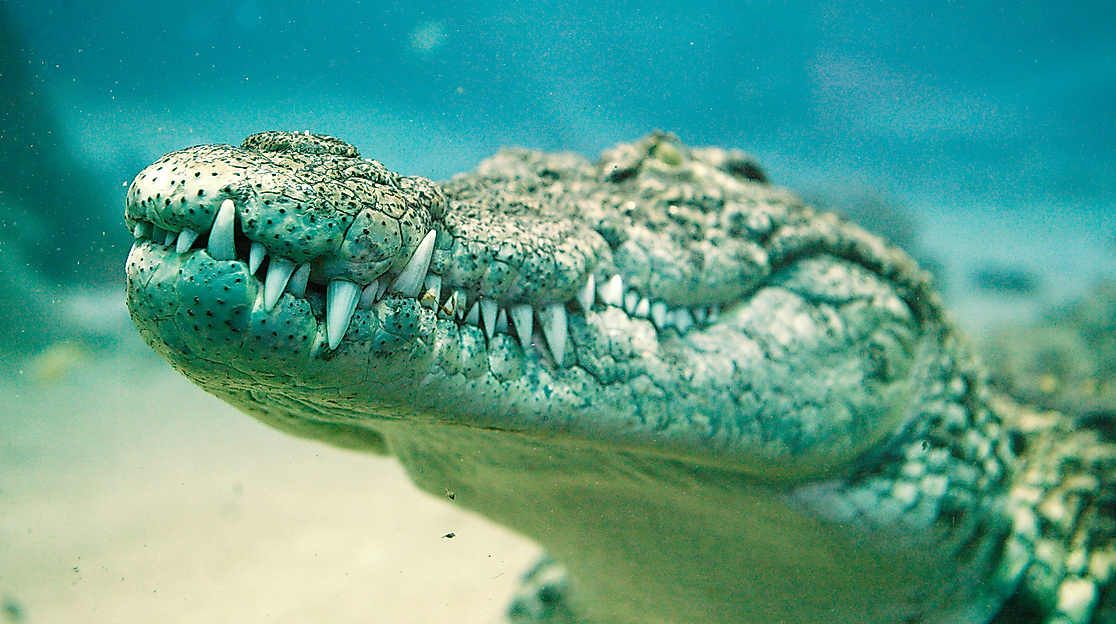 Tropen-Aquarium Hagenbeck