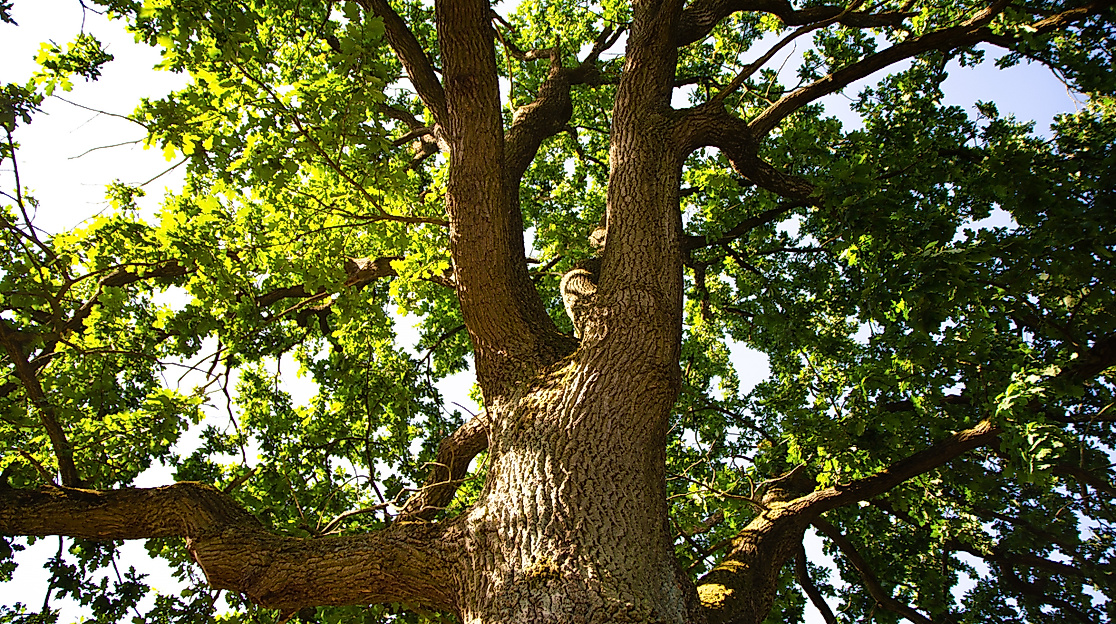 Waldgottesdienst mit Taufen