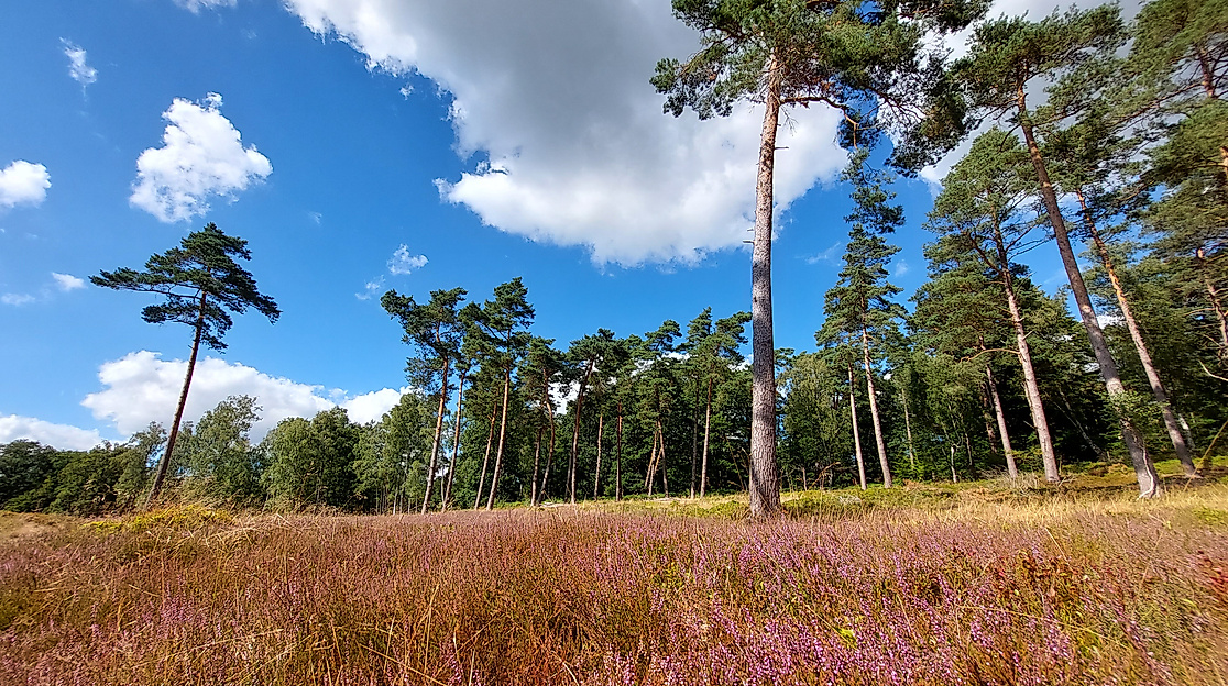 Wer war eigentlich Töns(heide)?