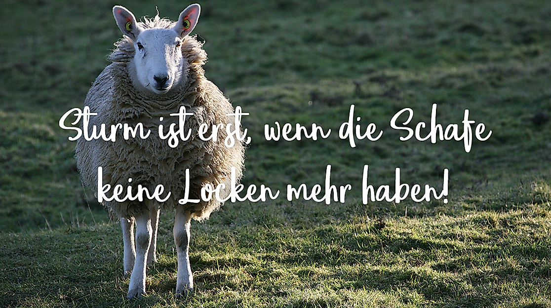 Sturm ist erst, wenn die Schafe keine Locken mehr haben.