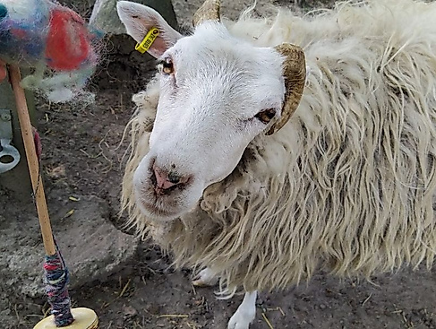 Vom Schaf zur Wolle