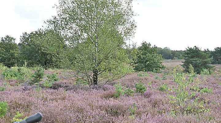Heideblütentour