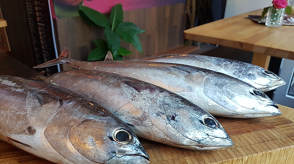 Fisch-Sushi-bar-c-Katana