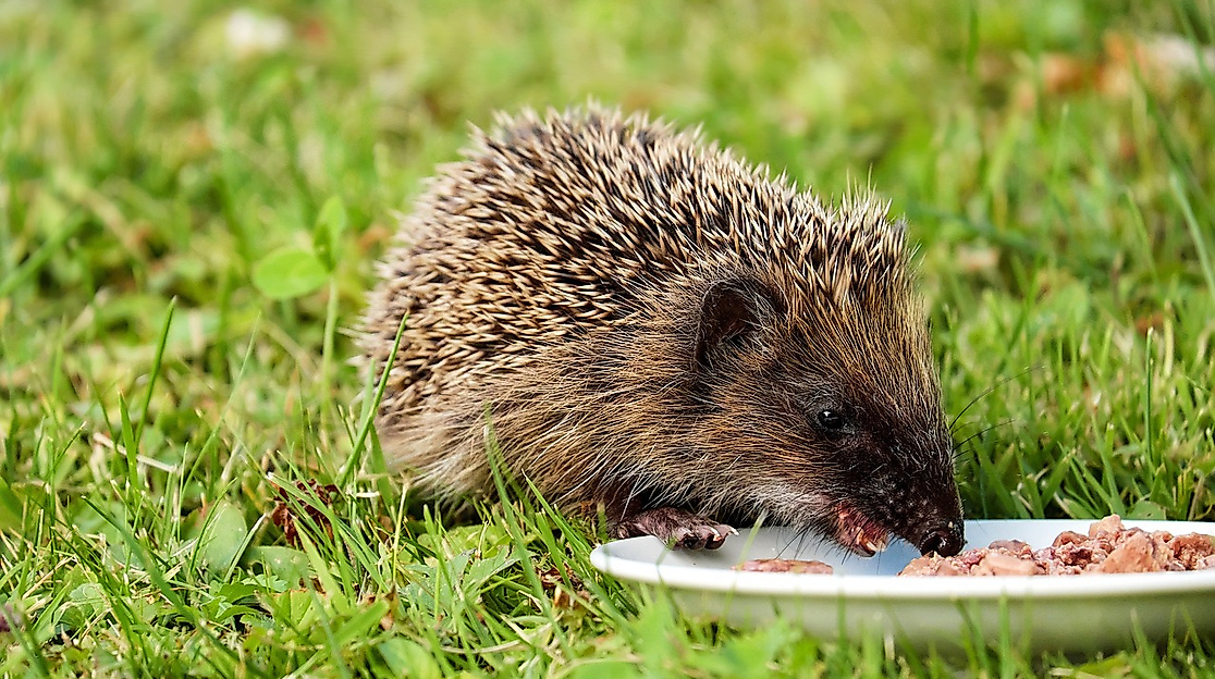 Igel - Tag der offenen Tür