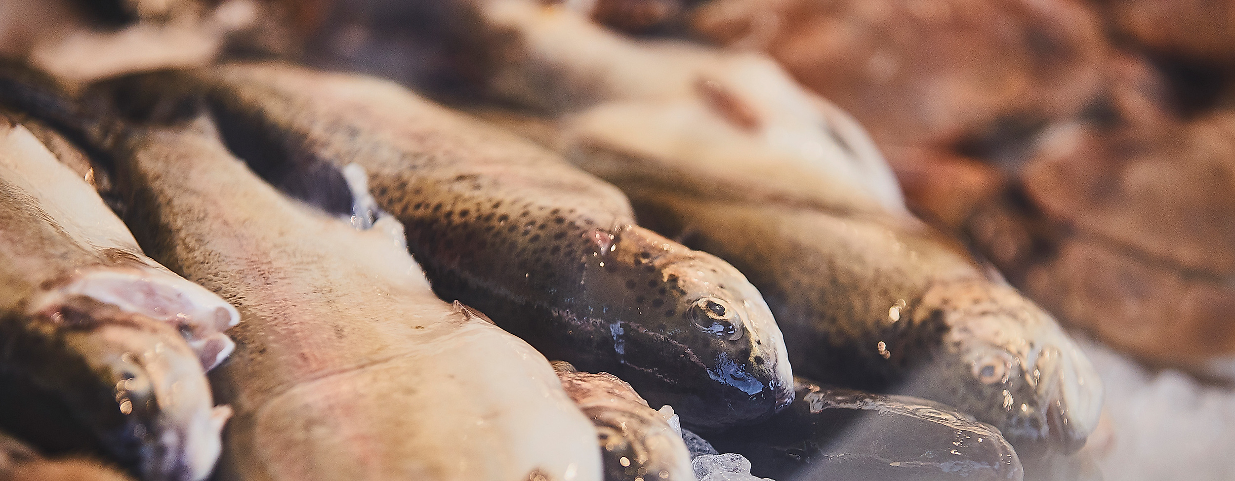 fischmarkt_sonntagmorgen-details_c-2018-thisisjulia-photography-11