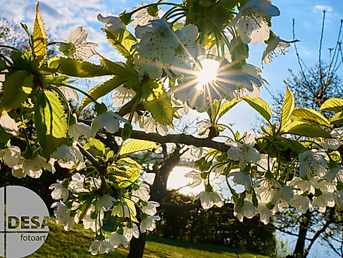 Blüten im Gegenlicht