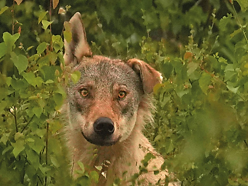 Wolfswelten(c)-Gunnar-Green