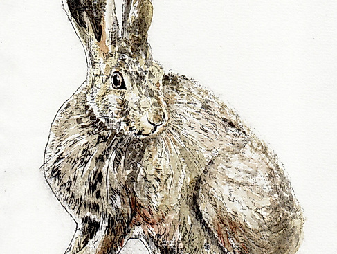 8-highspeed-migrant (radierung-aquarellfarben-und-tinte-auf-papier)