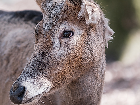 Veranstaltungsdatenbank Hamburg_Bild Wintersafari