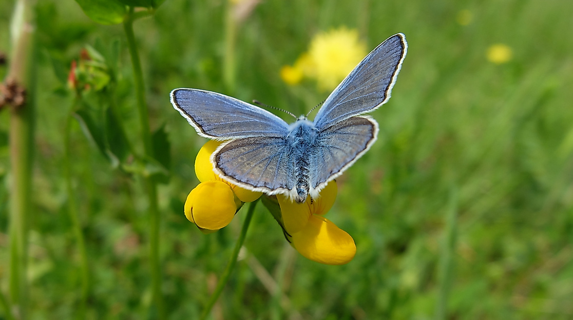 Auf zarten Flügeln durch den Sommer
