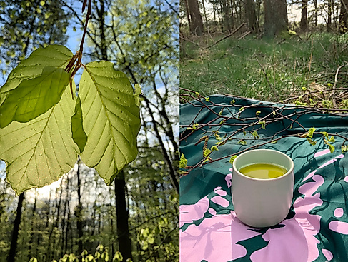 Auszeit Hamburg und Schleswig-Holstein / waldimpuls-hamburg
Waldbaden inklusive Teezeremonie