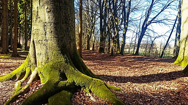 Im Wald an der Woltersburger Mühle