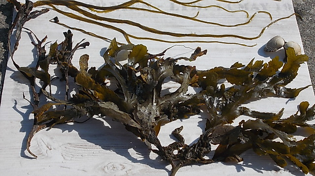 Botanischer Strandspaziergang "Sanddorn, Strandhafer und andere Überlebenskünstler"