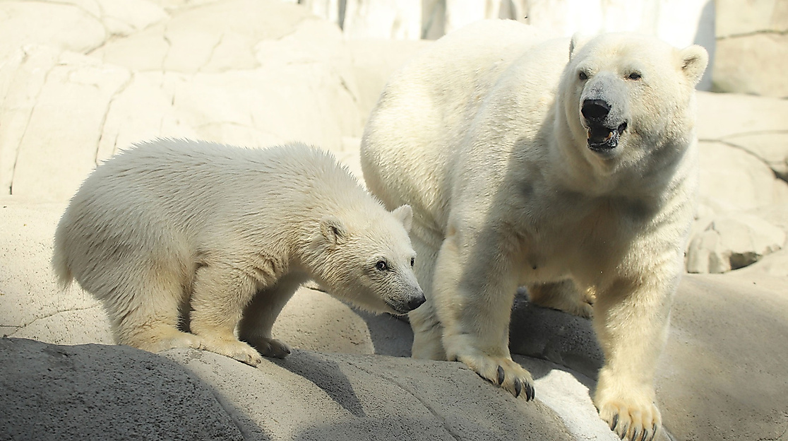 Polar bear mother with polar bear baby