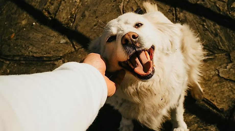 26-10-15 Tiergesundheit ©Adrian Vidal via pexels