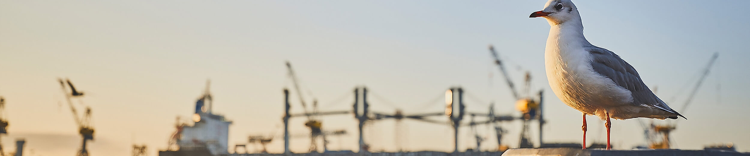 Möwe und im Hintergrund Hamburger Hafen bei Sonnenaufgang
