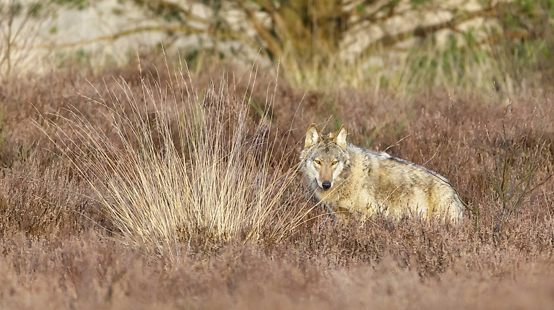 Wolf Lüneburger Heide