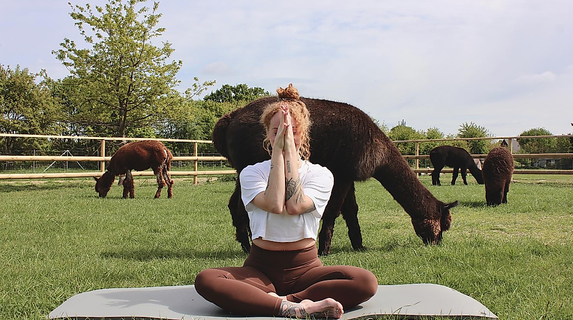 YogaxAlpakaweide_Jess