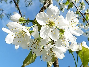 Abendmahlsgottesdienst mit Pastorin Nicola Nehmzow