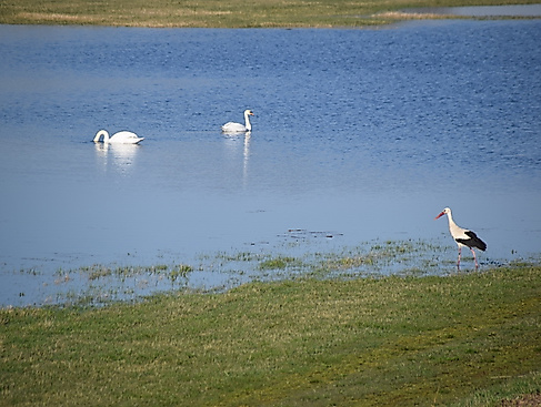 Elbe pur für Radpuristen
