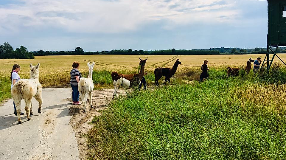 Lama-Spaziergang