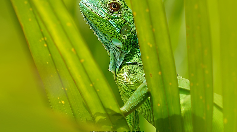 GREEN SCREEN TOUR 25/26