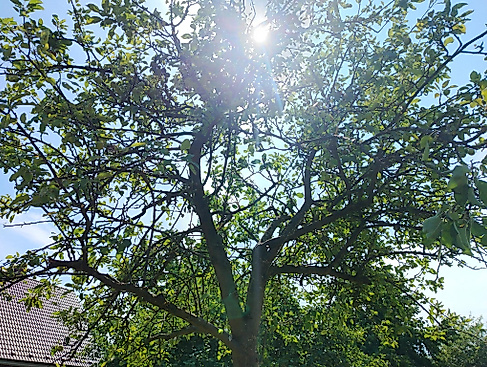 Führungen durch die Ausgleichsflächen-Obstanlage Barkenkamp, Selbsternte & Apfelkuchen Contest mit Picknick
