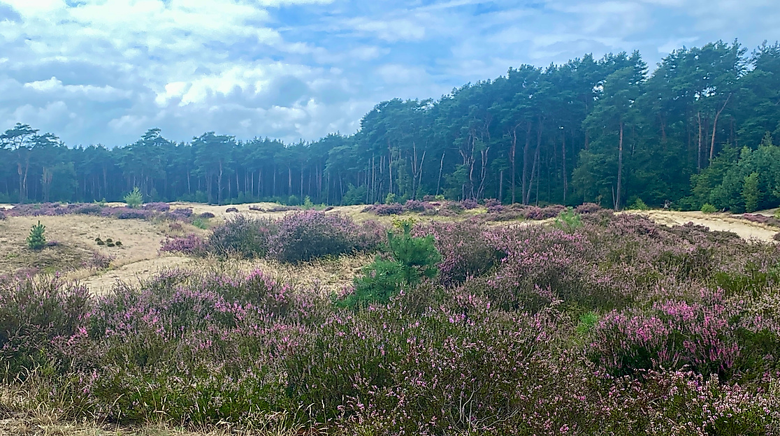 Holmer Sandberge