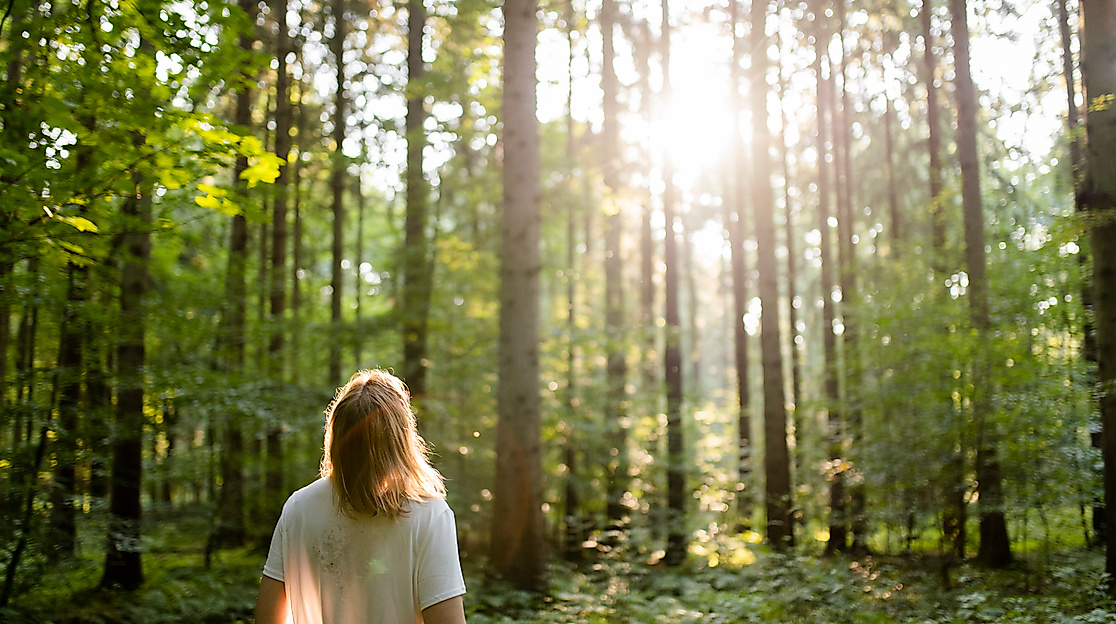 Grüne Auszeit erleben im Wald in Hamburg und  Schleswig-Holstein.