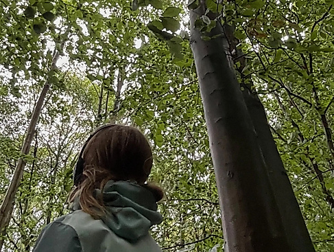 Wurzelstimmen und Blattgefl&uuml;ster