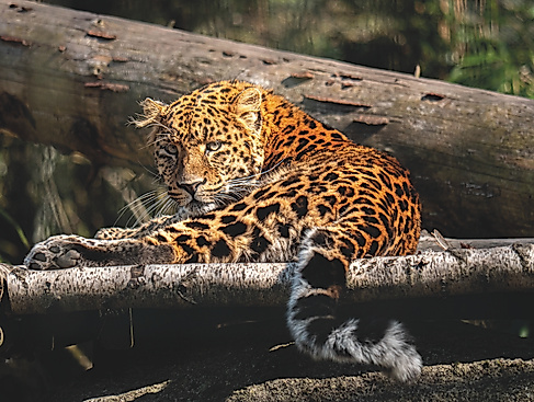 Raubtiertag im Wingster Waldzoo