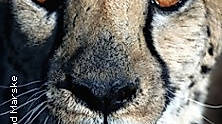 Afrika – Namibia & Botswana / Multi-Visions-Show von Roland Marske