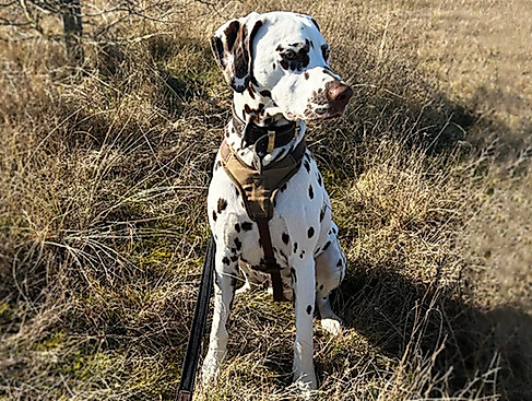 Geführte Hundespaziergänge