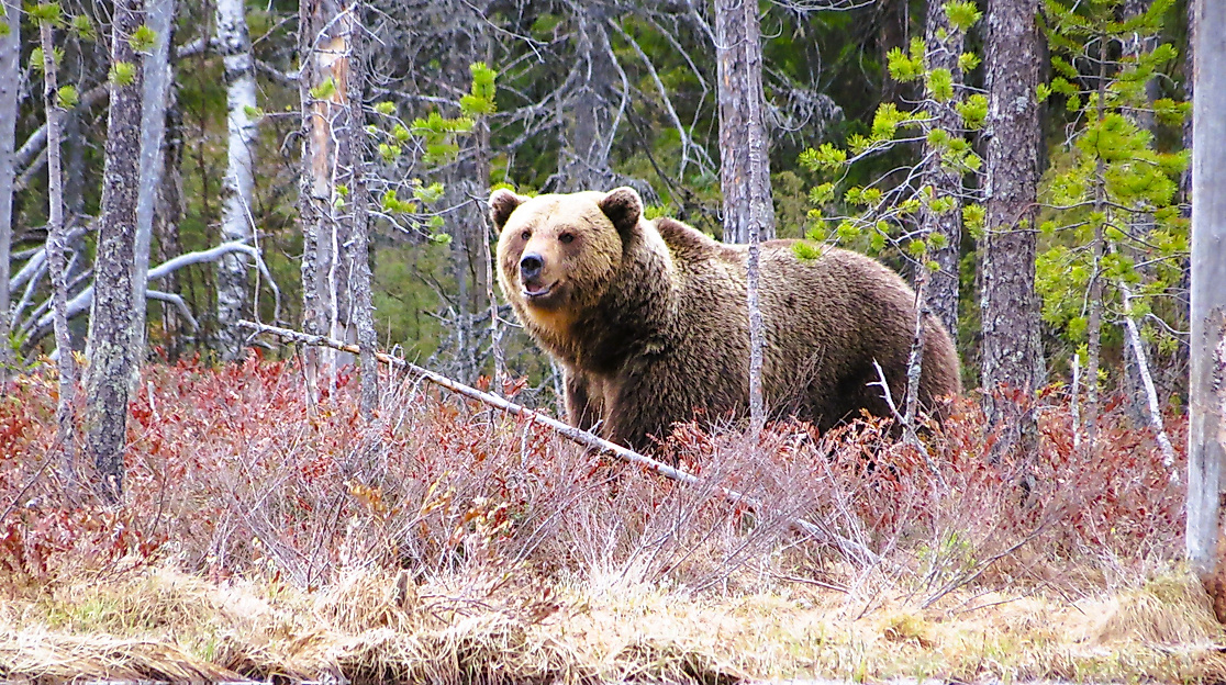 Braunbär in Lappland