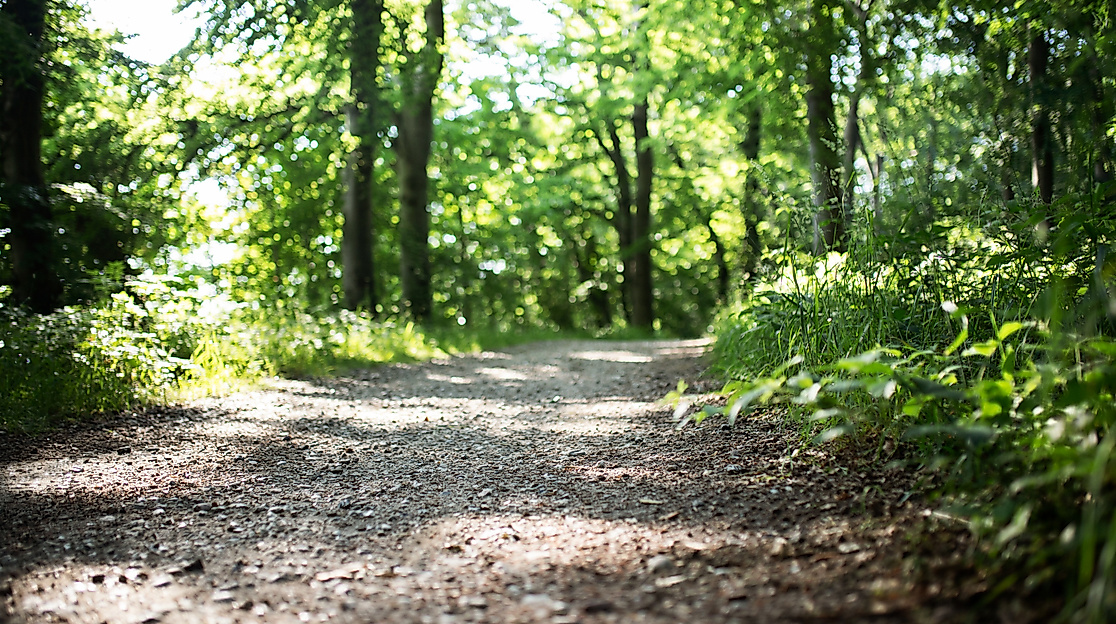 Auf den Spuren der Waldpilze