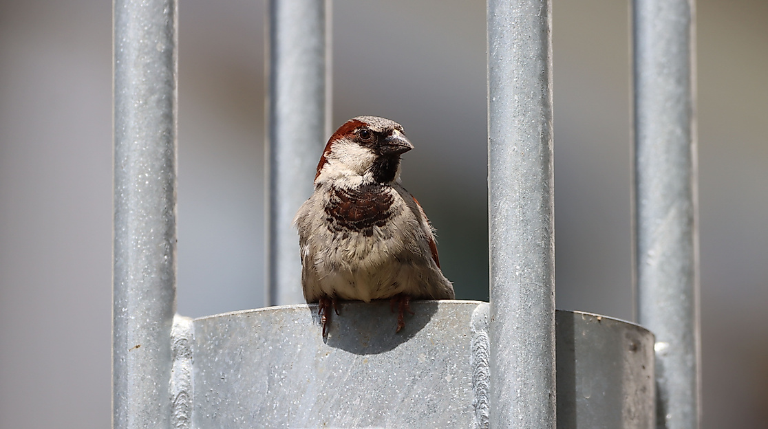 Spatz in der HafenCity
