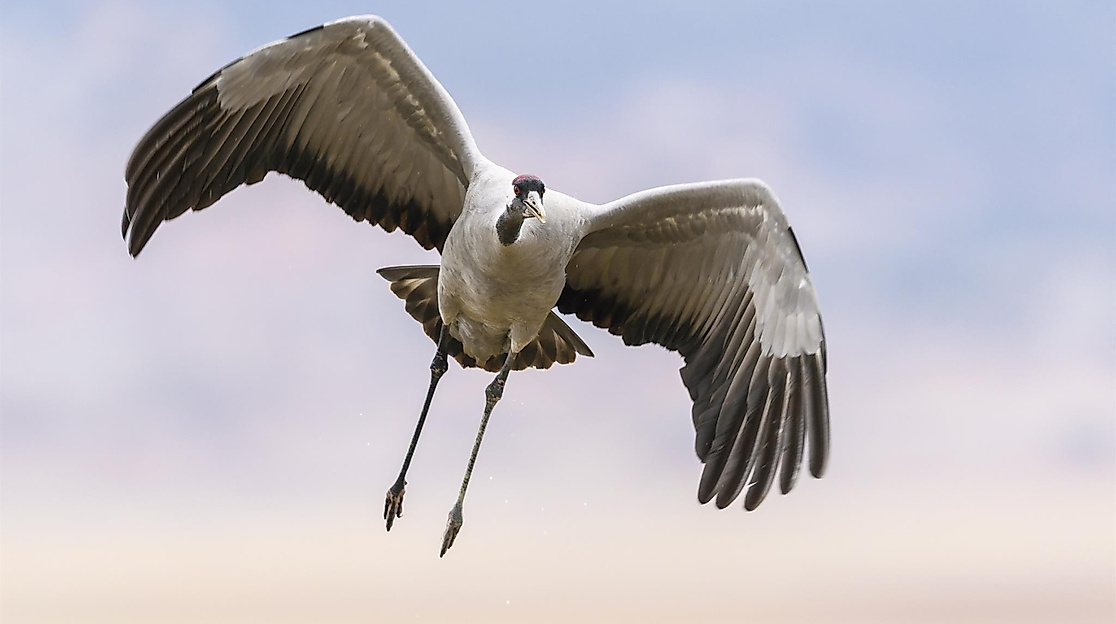 Natur - leicht gemacht: Vogel Tüt, Kiebitz und Kranich