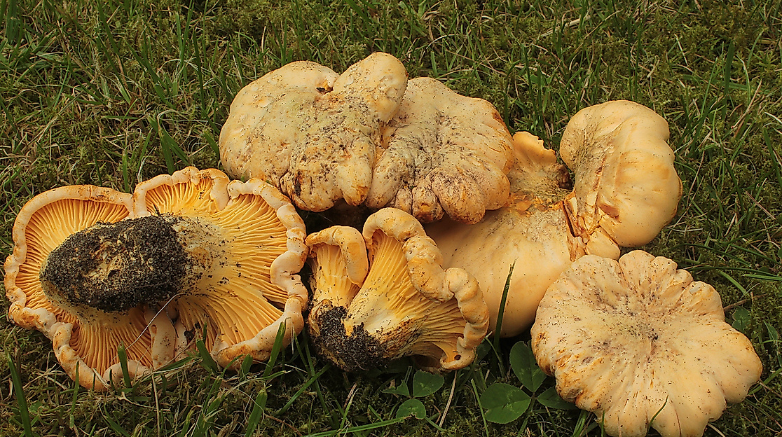 cantharellus-cibarius_pfifferling_albers_geschaerft