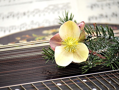 26-11-30 Zauberhafte Klänge der Zither ©pixabay