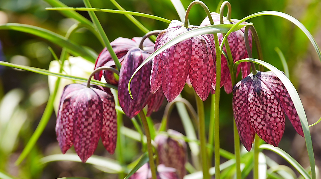 Exkursion: Natur und Landschaft in der Elbmarsch an Seeve und Junkernfeld