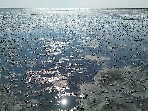 Wattwanderung "Springtide"