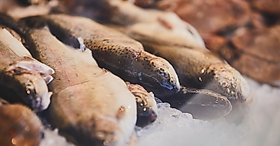 fischmarkt_sonntagmorgen-details_c-2018-thisisjulia-photography-11