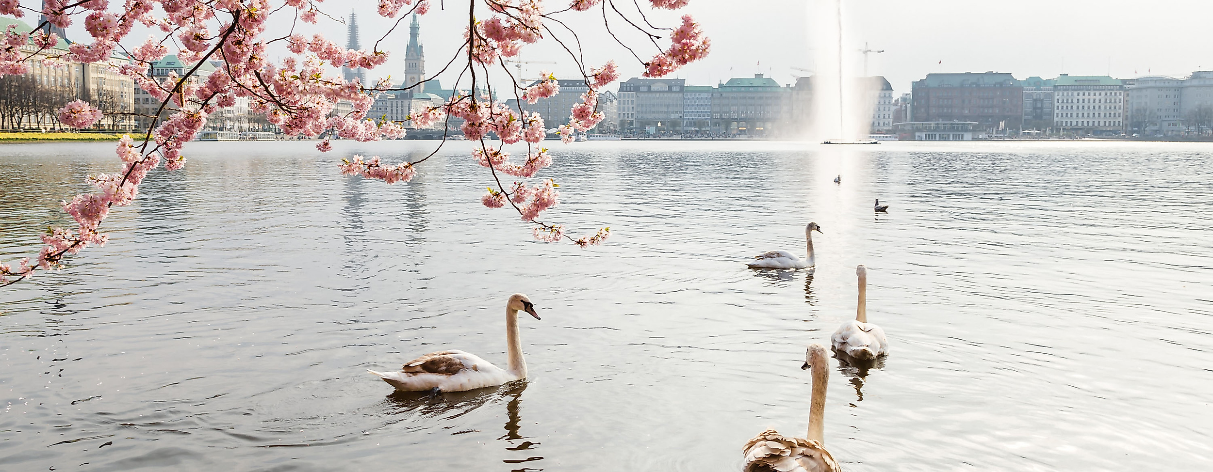 Binnenalster mit Alsterschwänen im Frühling