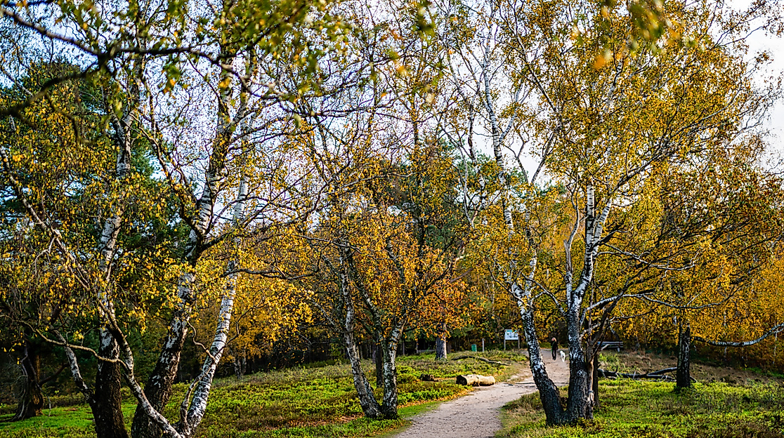 Wenn die Blätter fallen
