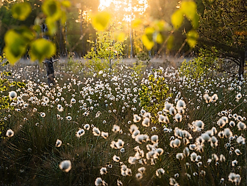 Morgendliche Wanderung durch das Pietzmoor