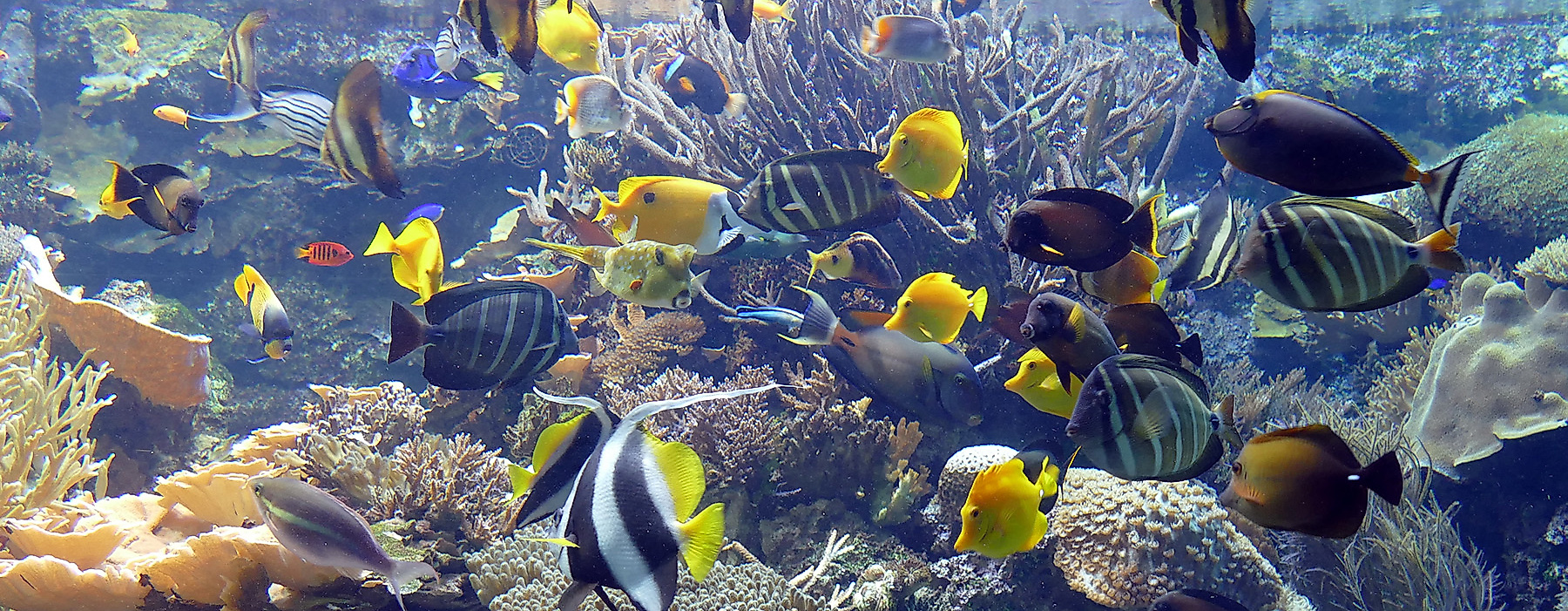 Tropical Aquarium Hagenbeck