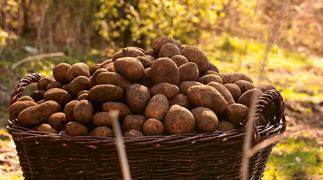 Großer Korb mit Wulksfelder Kartoffeln