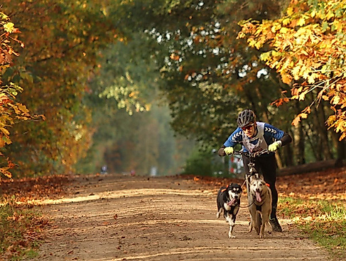 Schlittenhunderennen »Silberbergtrail« in der Wingst